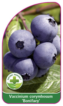 Vaccinium corymbosum 'Bonifacy'