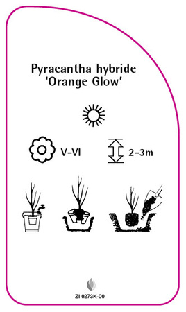 Pyracantha hybride 'Orange Glow'