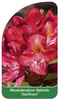 Rhododendron-Hybride 'Junifeuer'