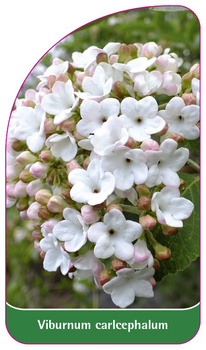 Viburnum carlcephalum
