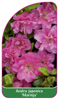 Vaccinium corymbosum 'Marinja'