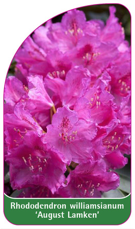 Rhododendron williamsianum 'August Lamken'
