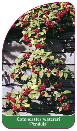 Cotoneaster watereri 'Pendula'