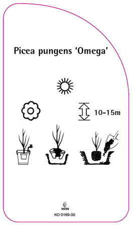 Picea pungens 'Omega'
