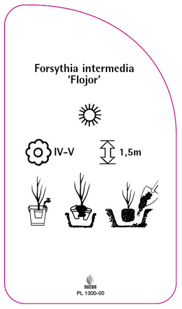 Forsythia intermedia 'Flojor'