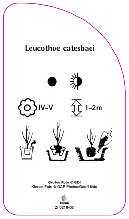 Leucothoe catesbaei