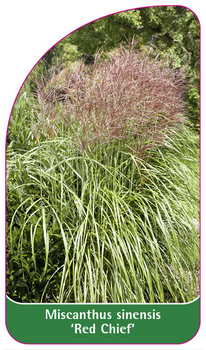 Miscanthus "Red Chief