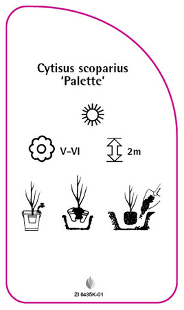 Cytisus scoparius 'Palette'