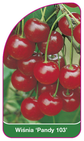 Wisnia 'Pandy 103'