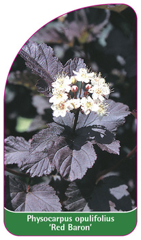 Physocarpus opulifolius 'Red Baron'