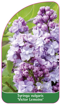 Syringa vulgaris 'Victor Lemoine