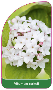 Viburnum carlesii
