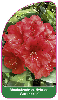 Rhododendron-Hybride 'Warendance'