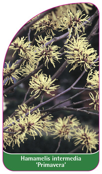 Hamamelis intermedia 'Primavera'