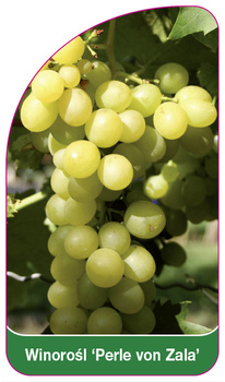 Winorośl 'Perle von Zalat'