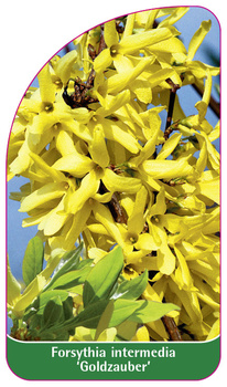 Forsythia intermedia 'Goldzauber'