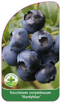 Vaccinium corymbosum 'Hardyblue'
