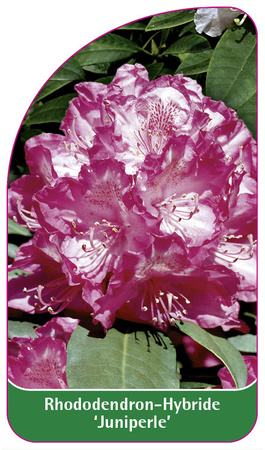Rhododendron-Hybride 'Juniperle'