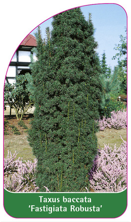 Taxus baccata 'Fastigiata Robusta'