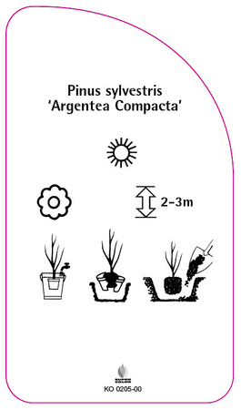 Pinus sylvestris 'Argentea Compacta'