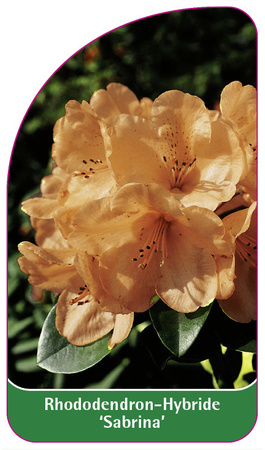 Rhododendron-Hybride 'Sabrina'