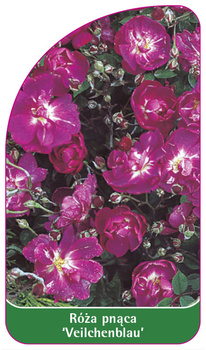 Róza pnąca 'Veilchenblau'