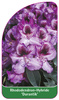 Rhododendron-Hybride 'Durantik'