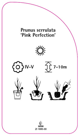 Prunus serrulata 'Pink Perfection'