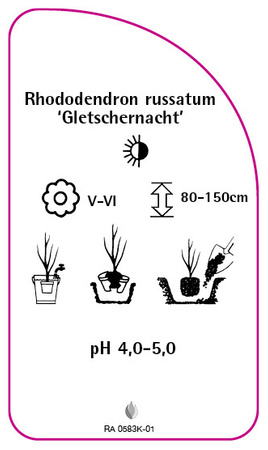 Rhododendron russatum 'Gletschernacht'