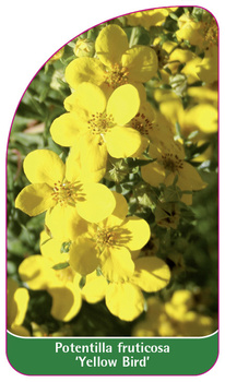 Potentilla fruticosa 'Yellow Bird'