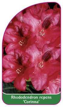 Rhododendron repens 'Corinna'
