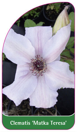 Clematis "Maica Tereza