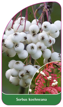 Sorbus koehneana