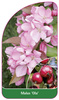 Malus 'Ola'