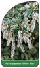 Pieris japonica 'White Rim'