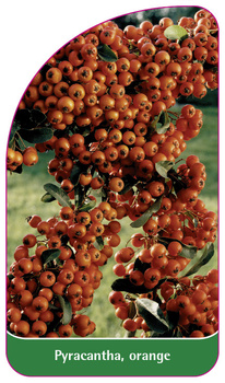 Pyracantha, orange