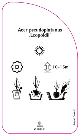 Acer pseudoplatanus ,Leopoldii'