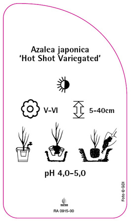 Azalea japonica 'Hot Shot Variegated'