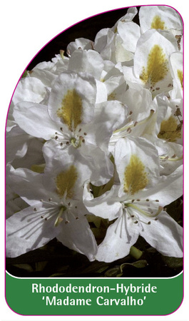 Rhododendron-Hybride 'Madame Carvalho'