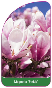 Magnolia 'Pinkie'