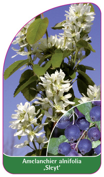 Amelanchier alnifolia 'Sleyt'
