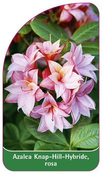 Azalea Knap-Hill-Hybride, rosa