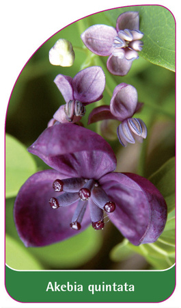 Akebia quintata