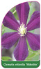 Clematis viticella 'Mikelite'