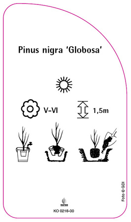 Pinus nigra 'Globosa'