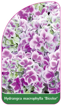 Hydrangea macrophylla 'Bicolor'