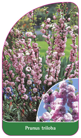 Prunus triloba