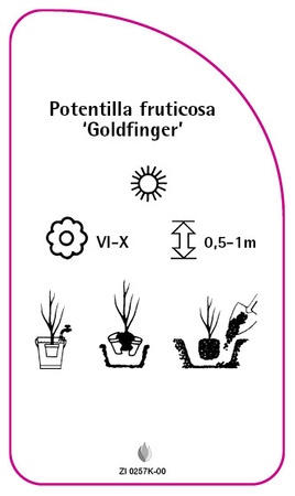 Potentilla fruticosa 'Goldfinger'