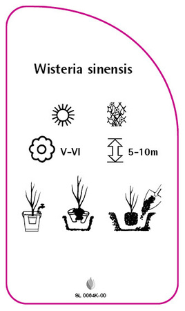 Wisteria sinensis