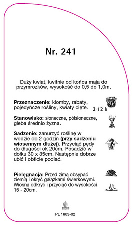 Róza wielkokwiatowa Nr. 241